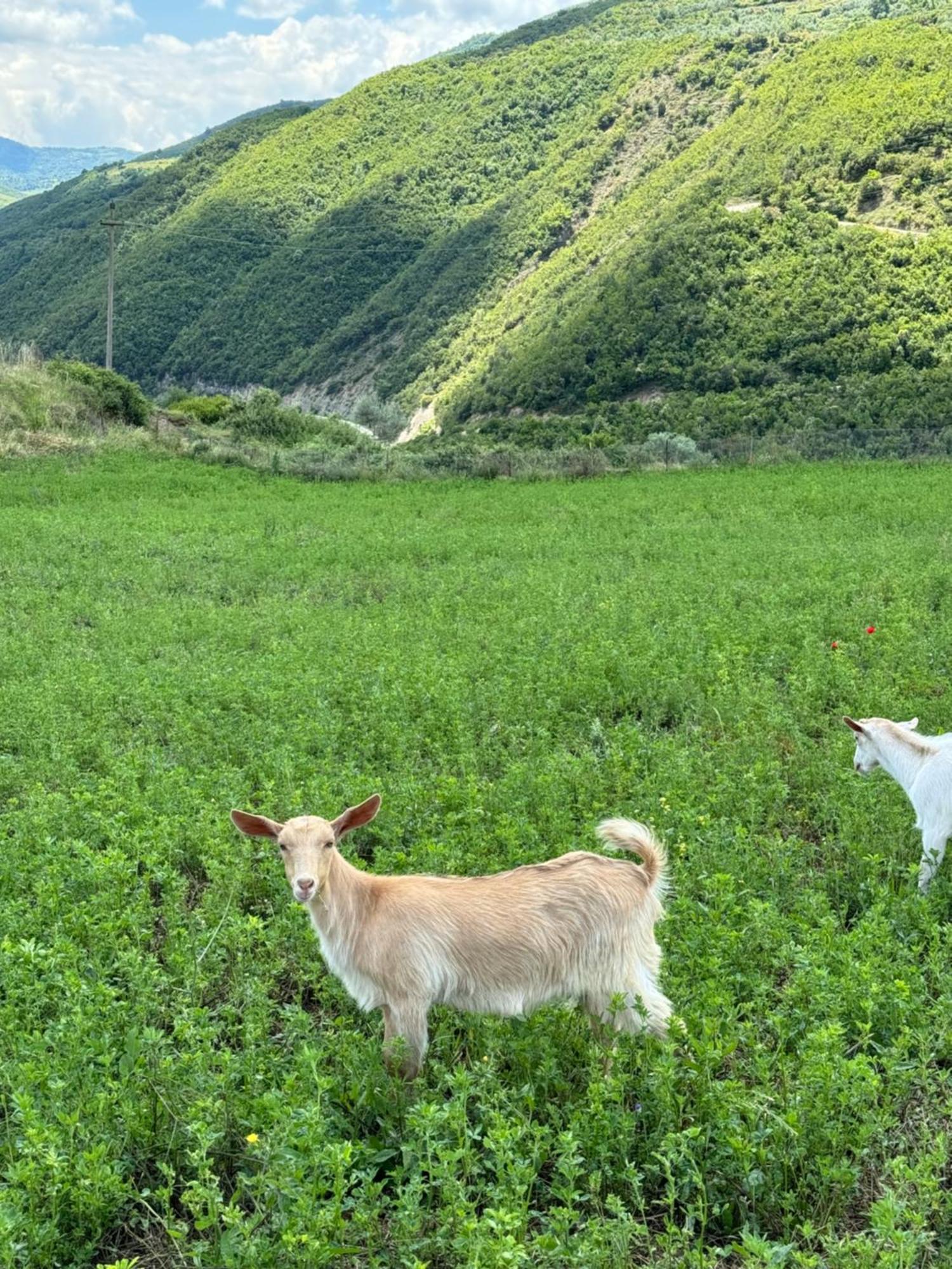 Отель Farm River And Kanoe Polican Экстерьер фото